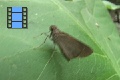 Scene 06_Skipper on Leaf 2 top view